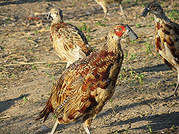 pheasants and partridges