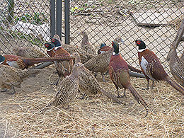 pheasants and partridges