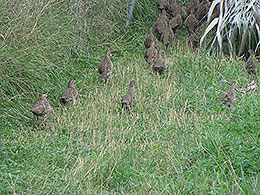 pheasants and partridges