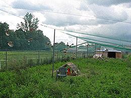 pheasants and partridges