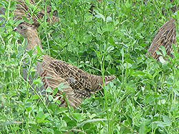 pheasants and partridges