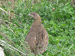 pheasants and partridges