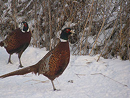 pheasants and partridges