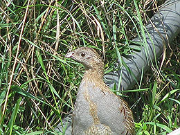 pheasants and partridges