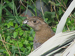 pheasants and partridges