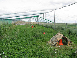 pheasants and partridges