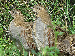 pheasants and partridges