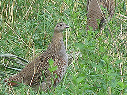 pheasants and partridges