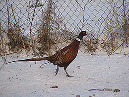 pheasants and partridges