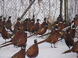 pheasants and partridges