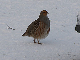 pheasants and partridges