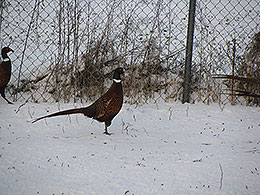 pheasants and partridges