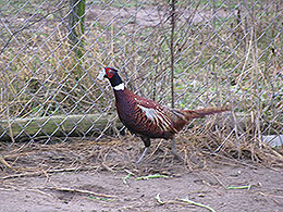 pheasants and partridges