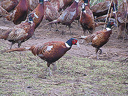 pheasants and partridges