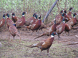 pheasants and partridges