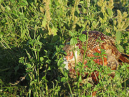 pheasants and partridges