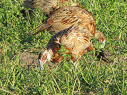 pheasants and partridges